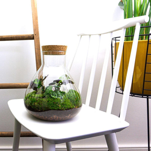 Sūrya: Bonsai van Licht - DIY Planten Terrarium – ↕27cm