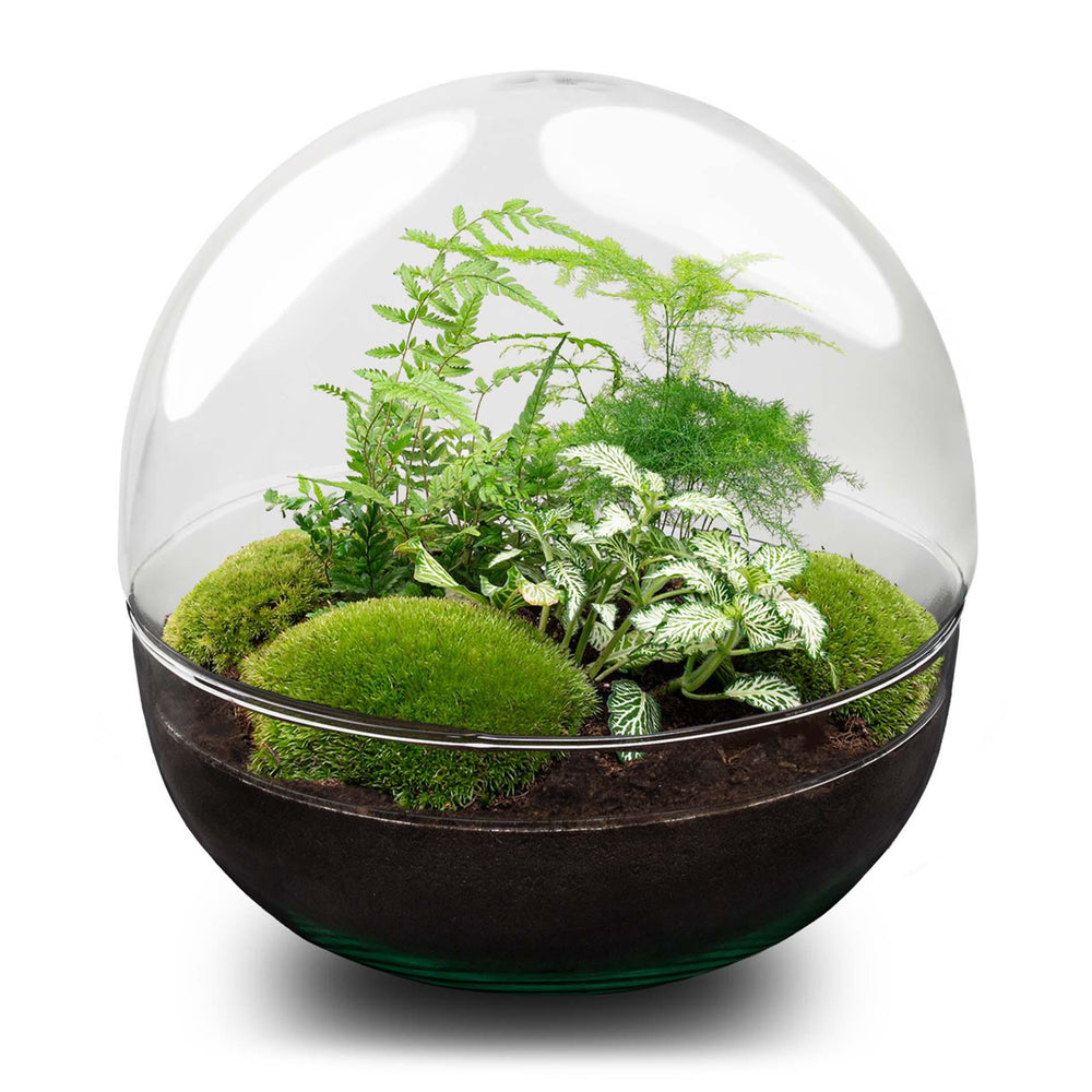 Dharma: Bonsai van Balans - DIY Planten Terrarium Tweedelig Bolglas -Ø28cm ↑28cm