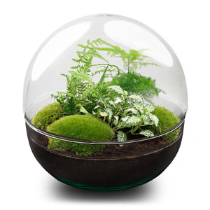 Dharma: Bonsai van Balans - DIY Planten Terrarium Tweedelig Bolglas -Ø28cm ↑28cm