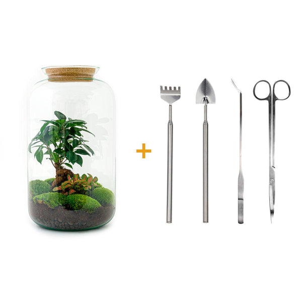 Shanti: Bonsai van Innerlijke Vrede - DIY Terrarium - ↕43cm + 4-delige Toolkit