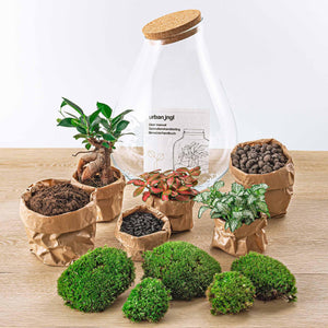 Rudra: Bonsai van Transformatie - DIY Planten terrarium - Ø24cm ↑37cm + 4-delige Toolkit