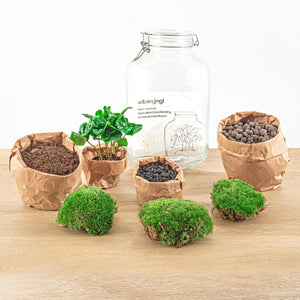 Brahma Bean: Bonsai van Creatie - DIY Terrarium - ↕28cm + 4-delige Toolkit