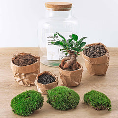 Milkyāna: Bonsai Sterrenpad - DIY Planten Terrarium met Licht - Ø21cm ↑30cm