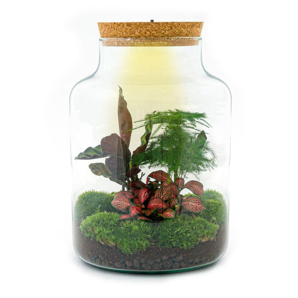 Milkyāna: Bonsai Sterrenpad - DIY Planten Terrarium met Licht - Ø21cm ↑30cm