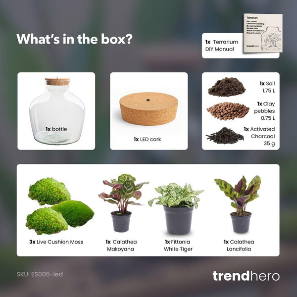 Jiva: Bonsai van Groei - DIY Planten Terrarium met licht - Ø29cm ↑30cm