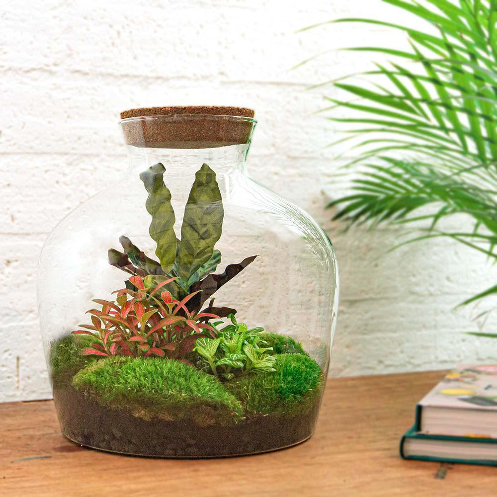 Jiva - Ziel van Groei - DIY Planten Terrarium met Licht - Ø29cm ↑30 cm + 2-delige Toolkit